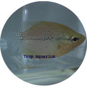 Pearl gourami