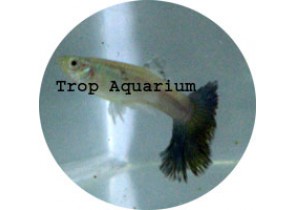 Black Tail Guppy