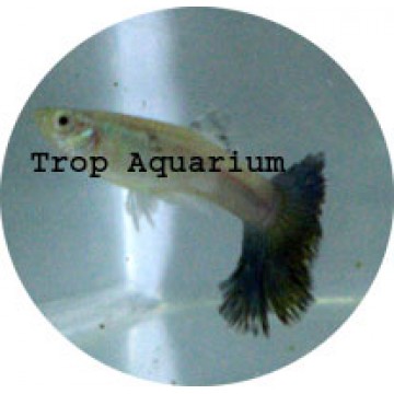 Black tail guppy