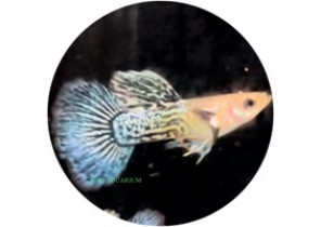 Blue Dragon Guppy