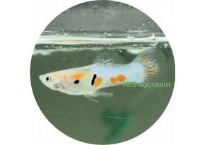 Blue Endler Guppy
