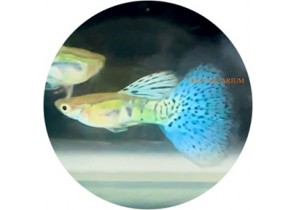 Blue Grass Guppy