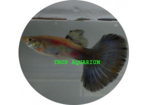 Blue-Tail Guppy
