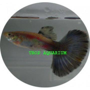 Blue-tail guppy