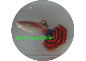 Blue Varigated Guppy