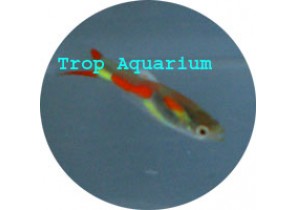 Green Endler Guppy
