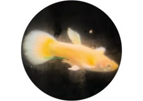 Full Gold Guppy