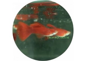 Full Red Guppy