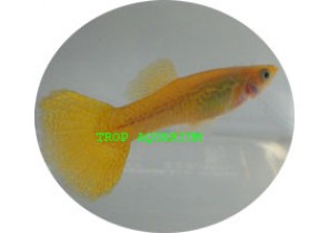 Golden Cobra Guppy