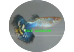 Green Cobra Guppy