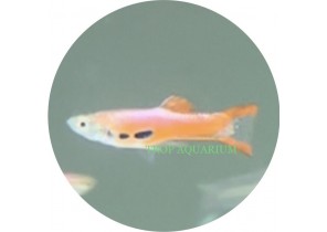 Hi Red Endler Guppy