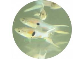 Japan Blue Endler Guppy