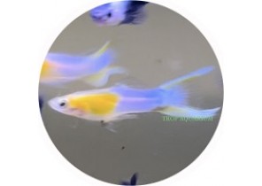 Japan Blue Golden Double Sword Guppy