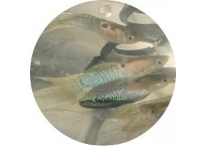 Japan Blue Snakeskin Double Sword Guppy