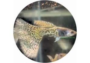 Metallic Golden Lace Guppy