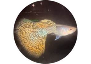 Metallic Red Lace Guppy