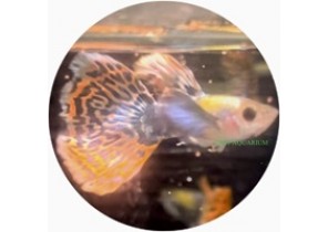 Mosaic Big Ear Guppy
