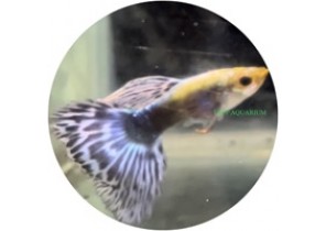 Mosaic Purple Guppy