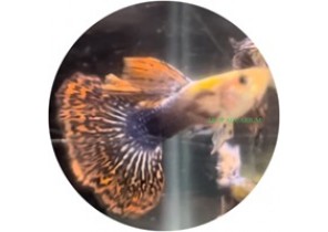 Mosaic Red Guppy