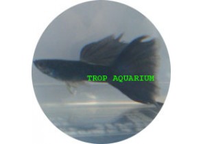 Moscow Blue Guppy