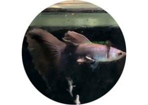 Moscow Blue Guppy