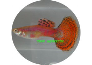 Multi Color Red Body Guppy