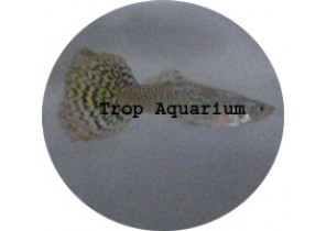 Multi Color Green Body Guppy