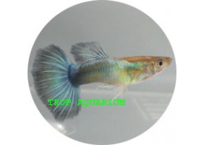 Neon Blue Guppy