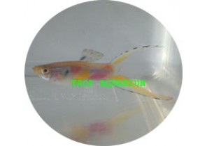 Neon LT Green Guppy