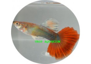 Red Neon Tuxedo Guppy