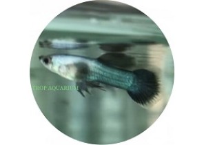 Panda Guppy