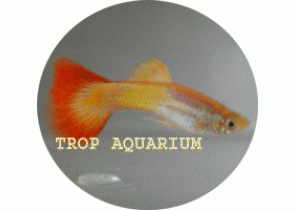 Peacock Guppy