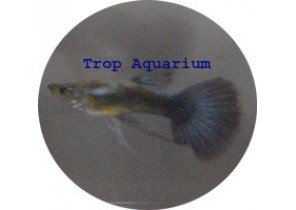 Pectoral LF Guppy