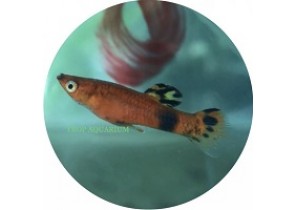 Picta Guppy