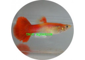 Red Blonde Body Guppy