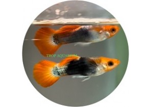 Red Cap Koi Guppy