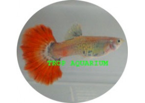 Red Cobra Guppy
