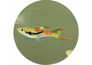 Red Endler Guppy