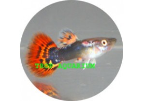 Red Leopard Tail Guppy