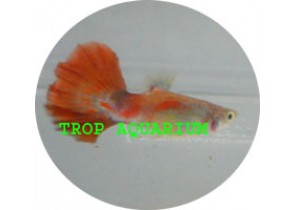 Red Tail Guppy