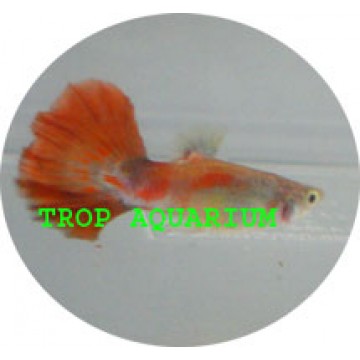 Red tail guppy