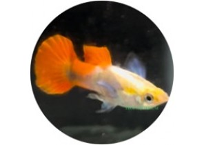 Red Tail Big Ear Guppy