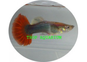 Red Tuxedo Guppy