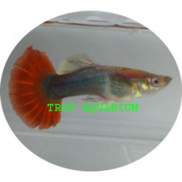 Red tuxedo guppy