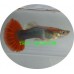Guppy