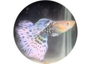 Snakeskin Ivory Guppy
