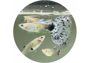Snow White Guppy