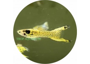 Tiger Endler Guppy