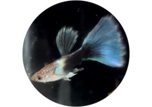 Tuxedo Blue Ribbon Fin Guppy