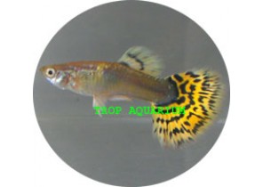 Yellow Leopard Tail Guppy